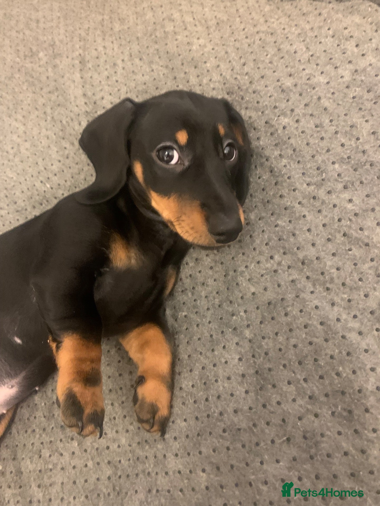 Dachshund dogs Beautiful Miniature Dachshund puppy 🐾❤️ - Advert 10