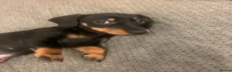 Dachshund dogs for sale: Beautiful Miniature Dachshund puppy 🐾❤️ - Advert 1
