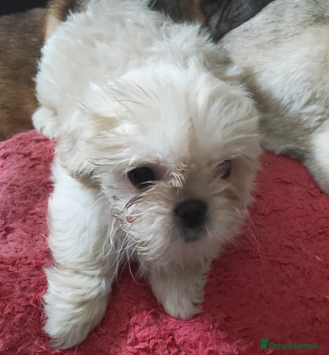 Mixed Breed dogs for sale: Shih tzu cross Pug puppies - Advert 33