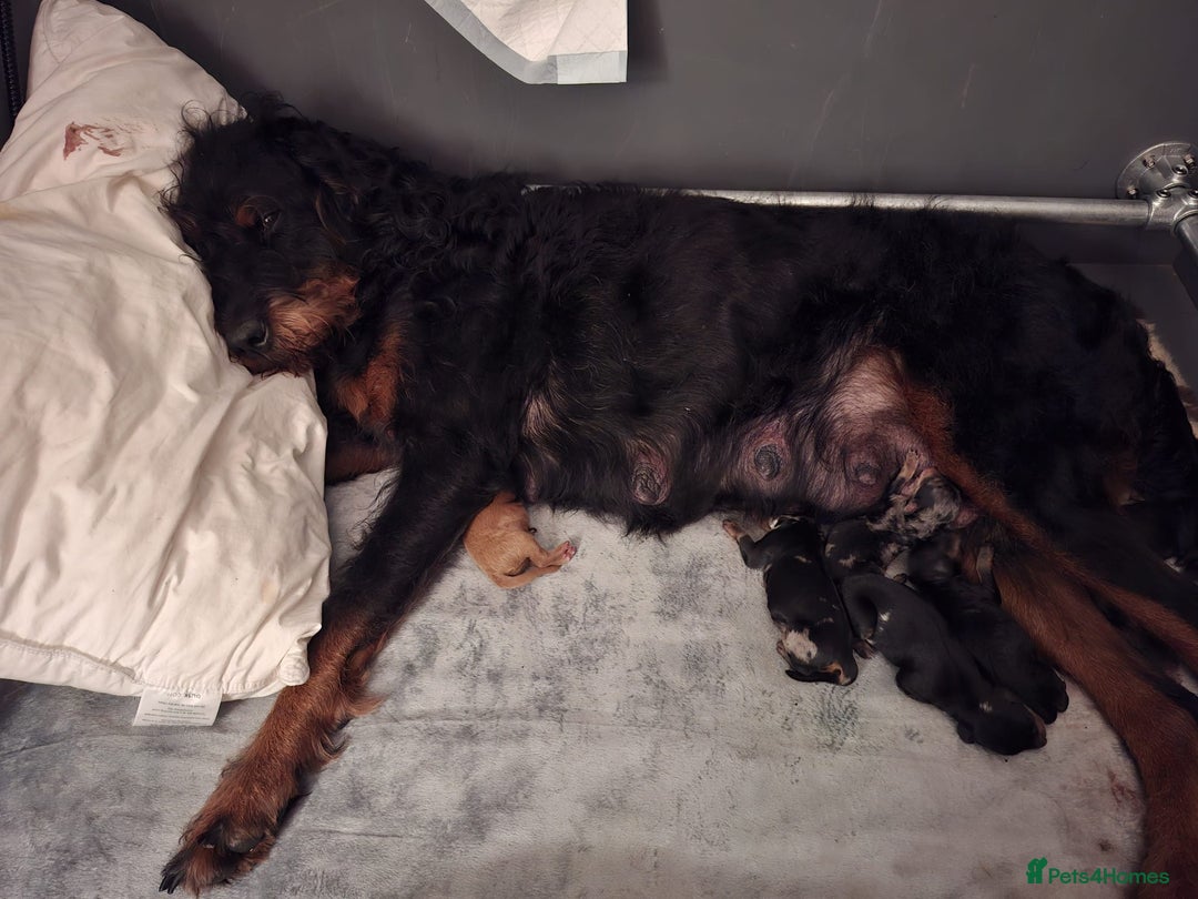 Mixed Breed dogs for sale: F1b health tested Rottiepoo puppies - Advert 5