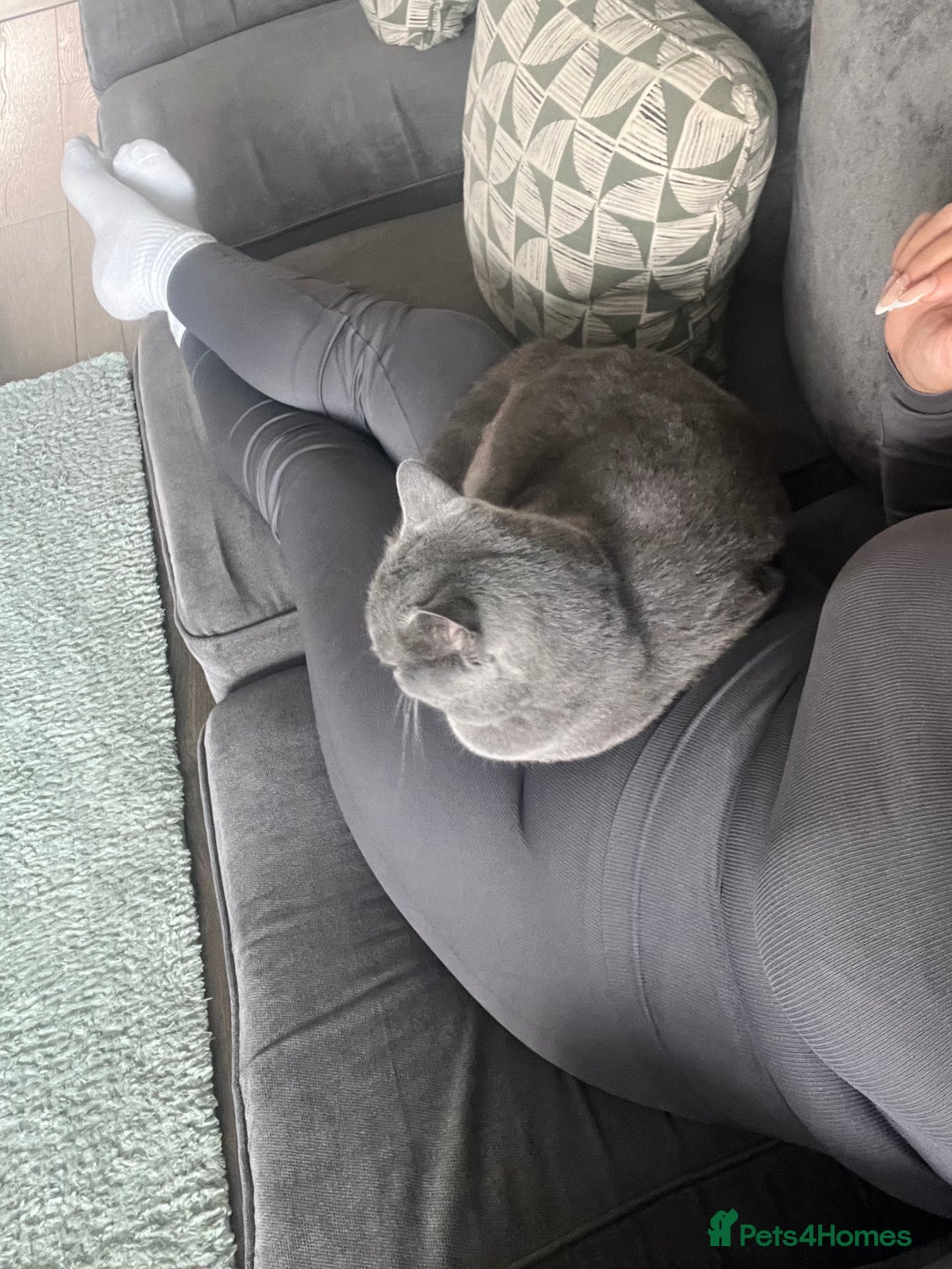 British Shorthair cats for sale: British Shorthair Boy - Advert 7