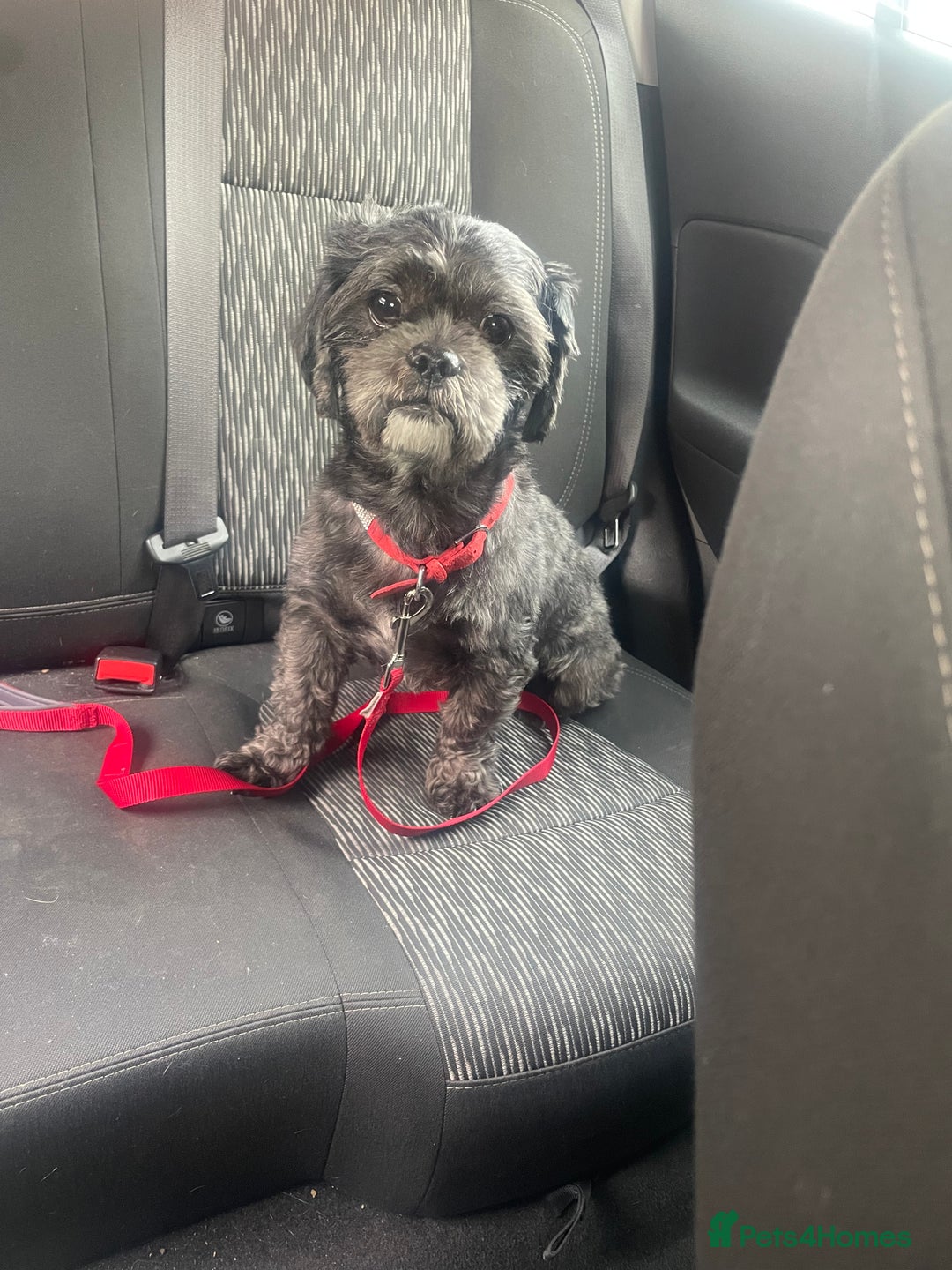 Mixed Breed dogs for sale: 6 Beautiful Babys - Image 14