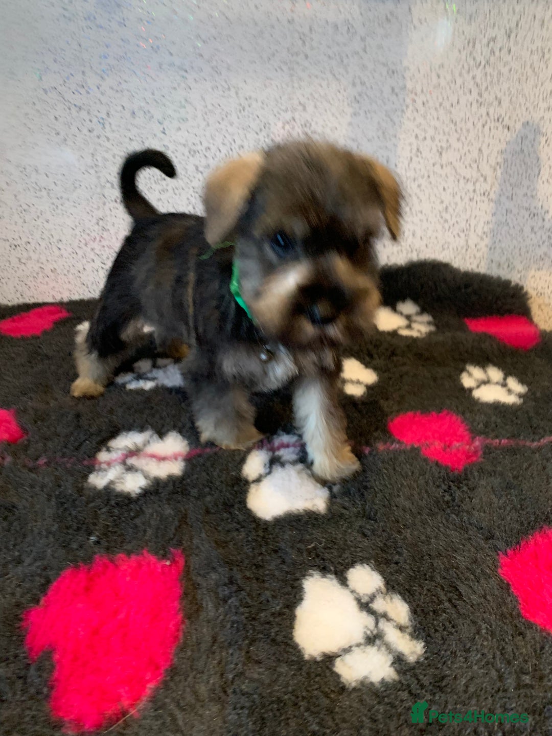 Miniature Schnauzer dogs for sale: Miniature schnauzer puppies  - Advert 5