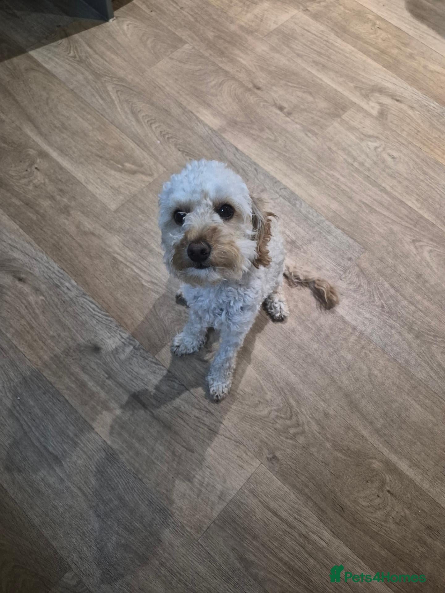 Cavapoo dogs Cavapoo - Advert 1