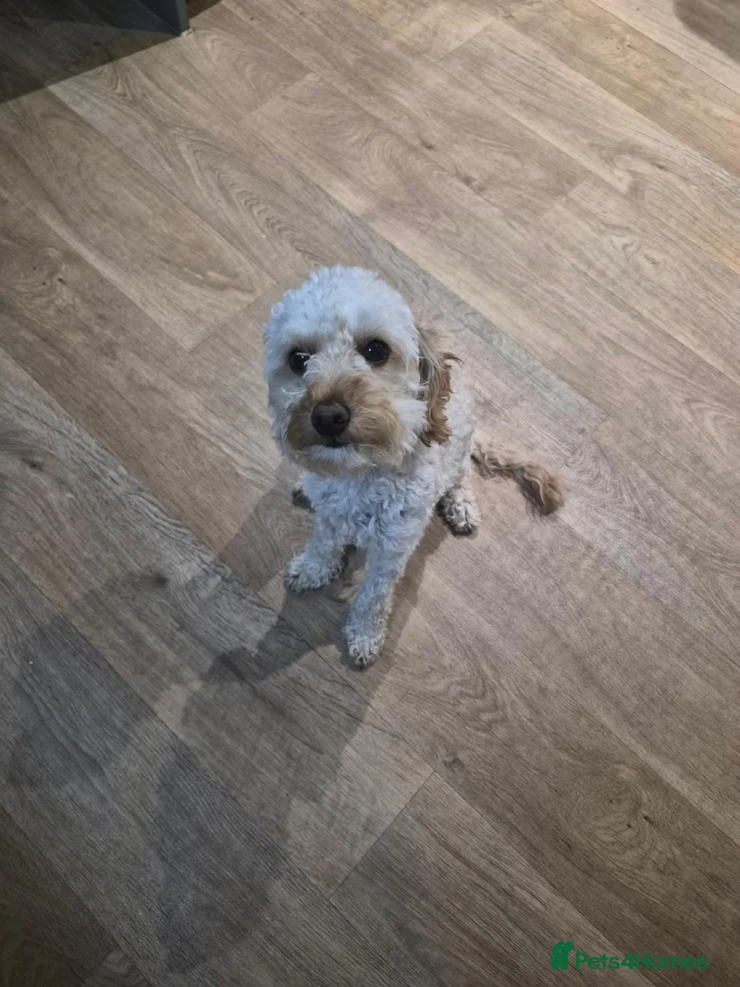 Cavapoo dogs for sale: Cavapoo - Advert 1