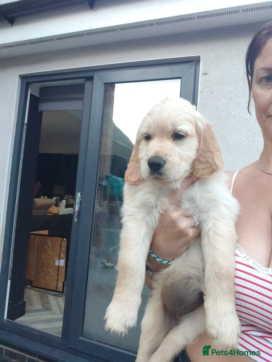 Golden Retriever dogs for sale: Golden retriever chunky pups  - Image 8