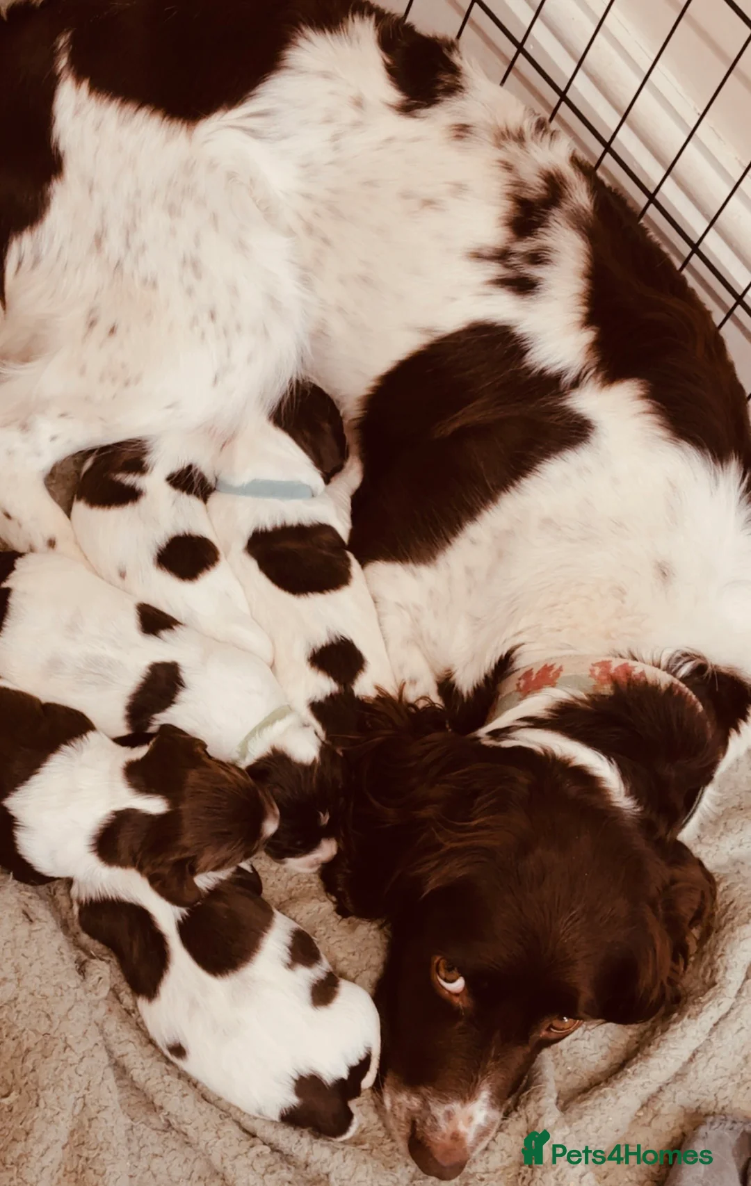 English Springer Spaniel dogs for sale: 1 Springer boy  - Advert 7