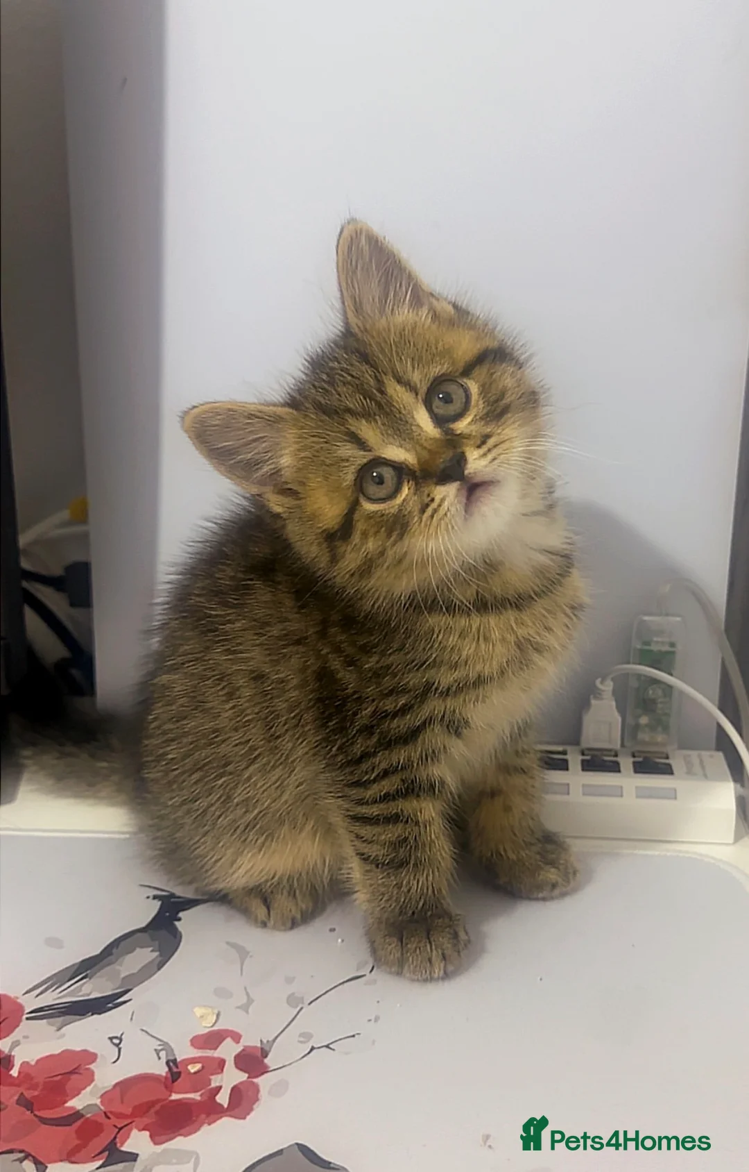 Mixed Breed cats for sale:  British shorthair mix in London - Advert 2
