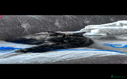 Ragdoll cats for sale: ragdoll - Image 2