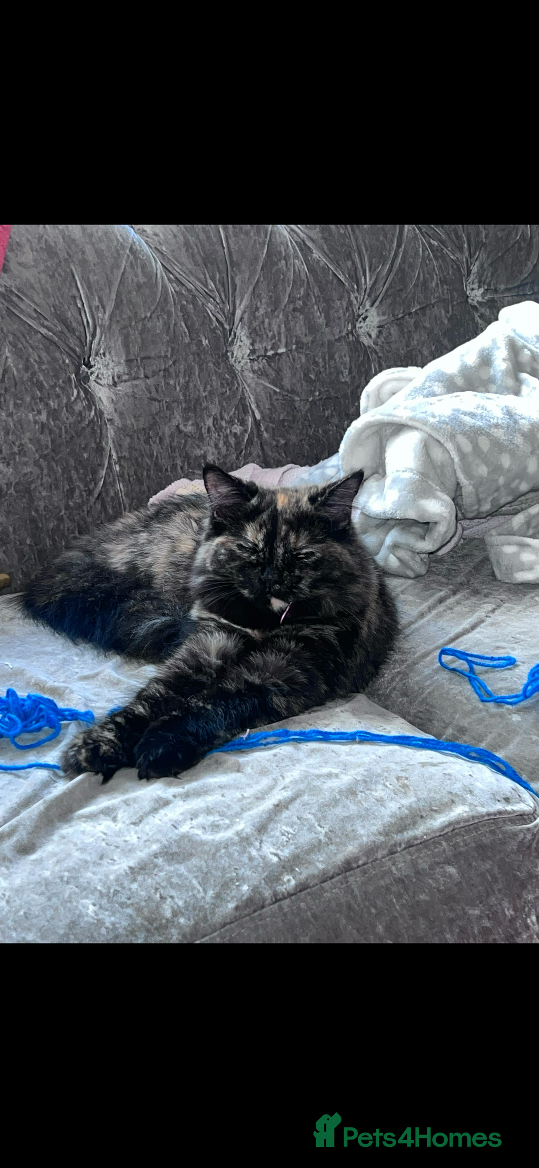 Ragdoll cats for sale: ragdoll - Image 2