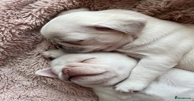 Pug dogs - Advert 9