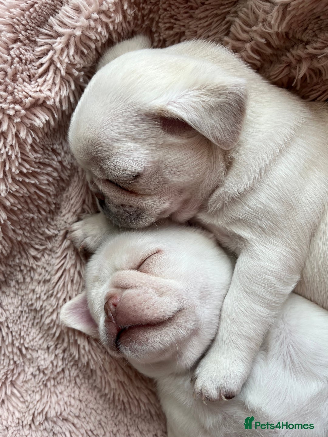 Pug dogs for sale: Beautiful chunky pug pups ready soon - Image 3