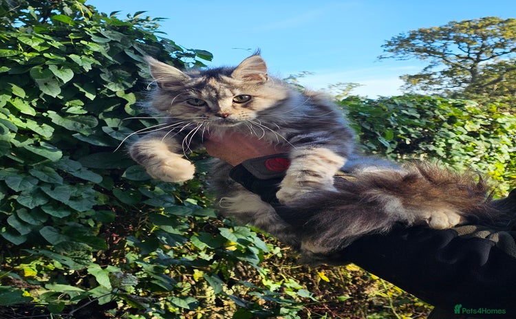 Maine Coon cats - Advert 12