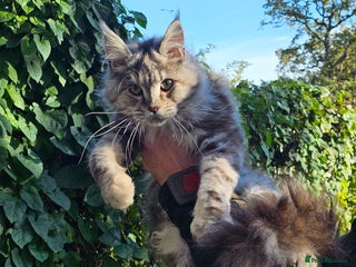 Maine Coon cats - Advert 5