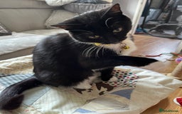 Mixed Breed cats for sale: Mother cat & her kittens wanting homes  - Image 8