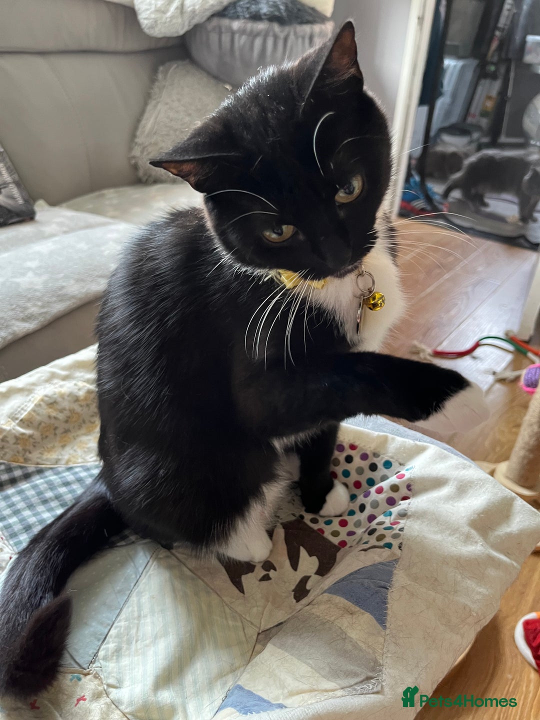 Mixed Breed cats for sale: Mother cat & her kittens wanting homes  - Image 8
