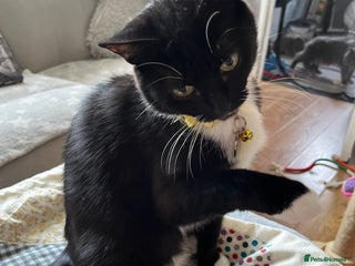 Mixed Breed cats Mother cat & her kittens wanting homes - Advert 5