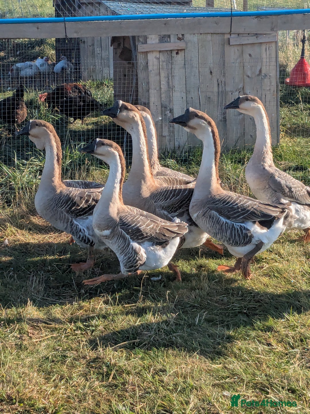 Geese poultry for sale: African geese trio  - Advert 1