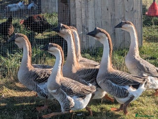 Geese poultry African geese trio - Advert 6