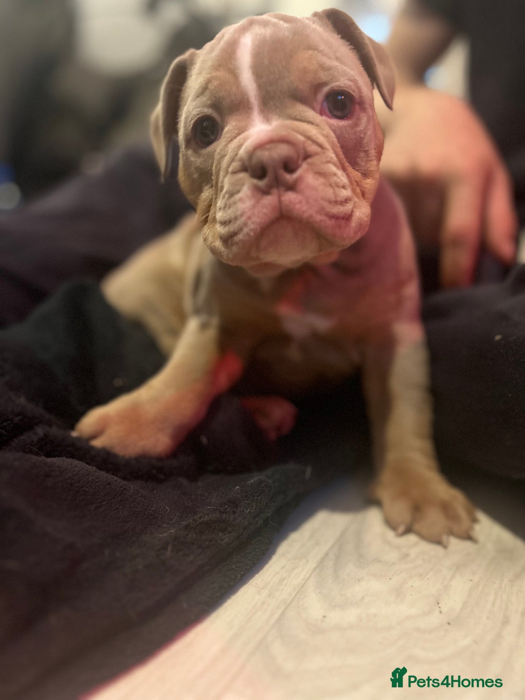 Olde English Bulldogge dogs for sale: 5 stunning olde english bulldogges for sale😍 - Advert 9
