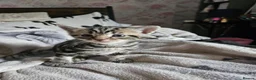 Mixed Breed cats for sale: Gorgeous tabby kittens  - Advert 3