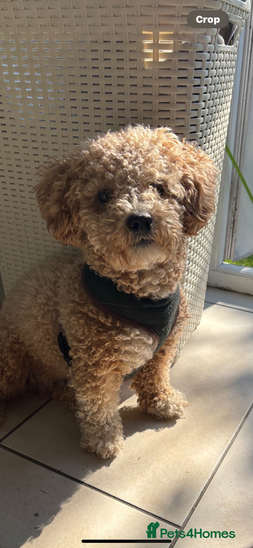 Poochon dogs for stud: poochon 4 years old new to dating  - Advert 1