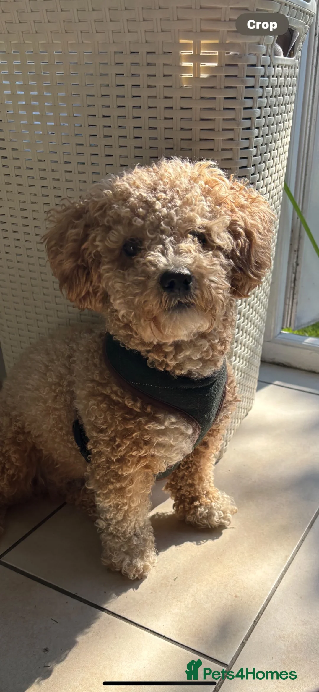 Poochon dogs for stud: poochon 4 years old new to dating  - Advert 1