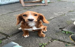 Sprocker dogs for sale: 6 month old female springer spaniel. - Image 1