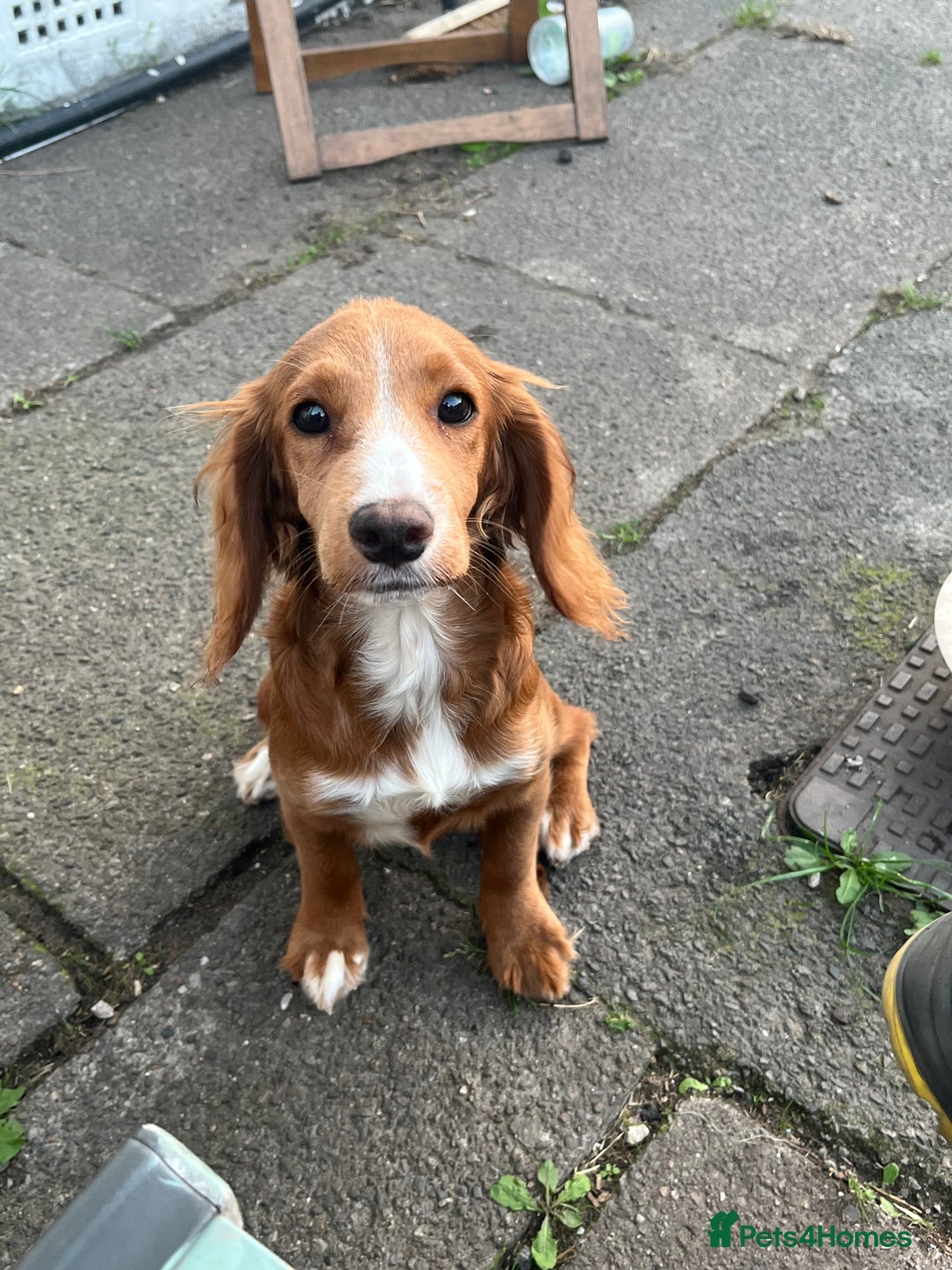 Sprocker dogs for sale: 6 month old female springer spaniel. - Image 1