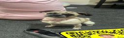 Puggle dogs for sale: Selling my puggle 1 year old female in Arbroath - Advert 4