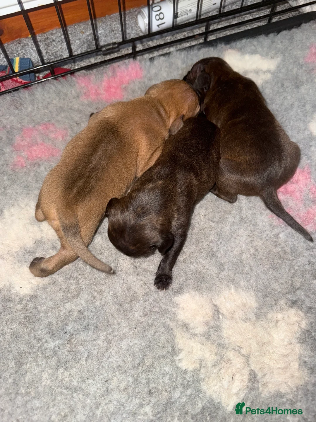 Staffordshire Bull Terrier dogs for sale: Staffie pups  - Advert 11