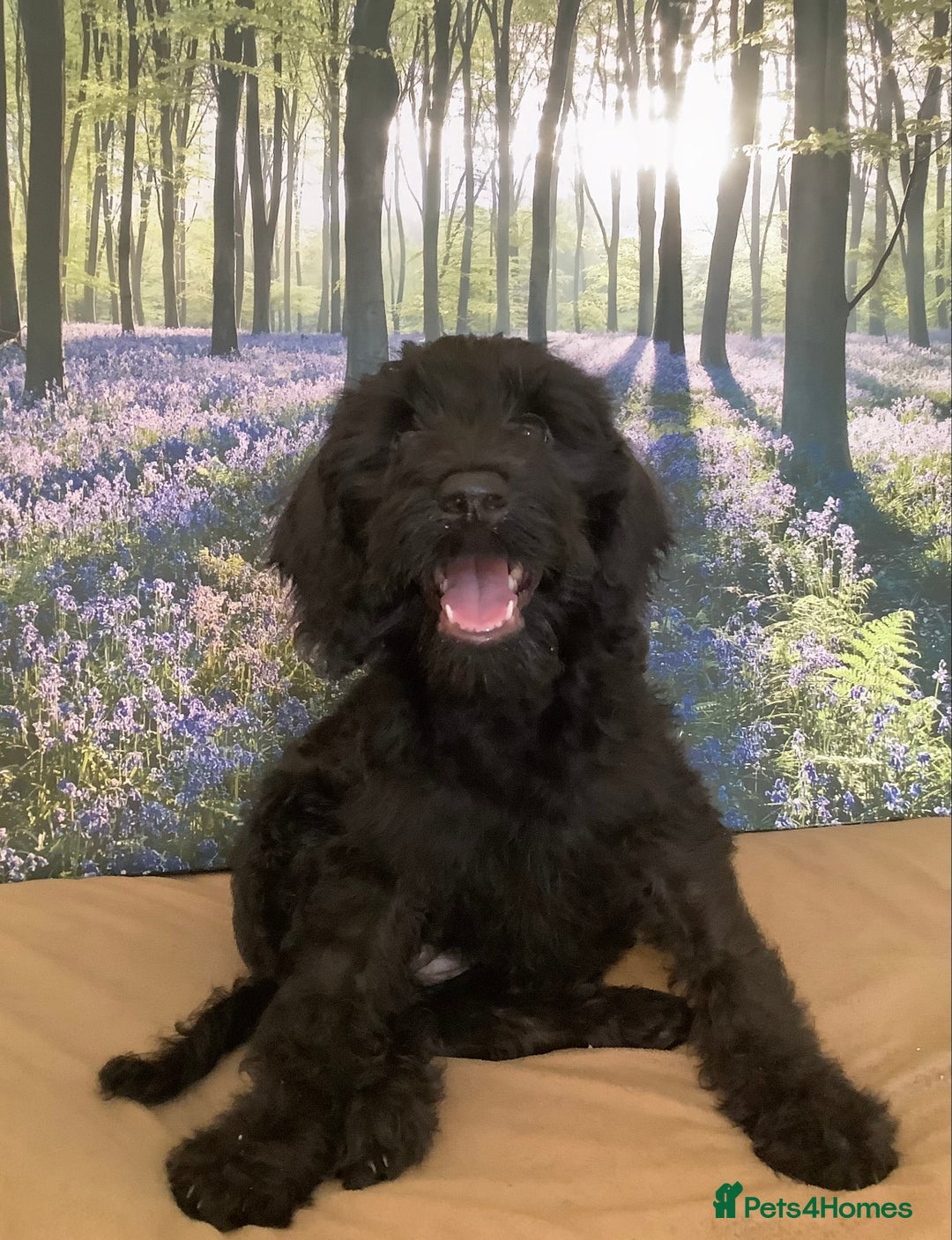 Mixed Breed dogs for sale: Ready now for their 5* homes - Image 12