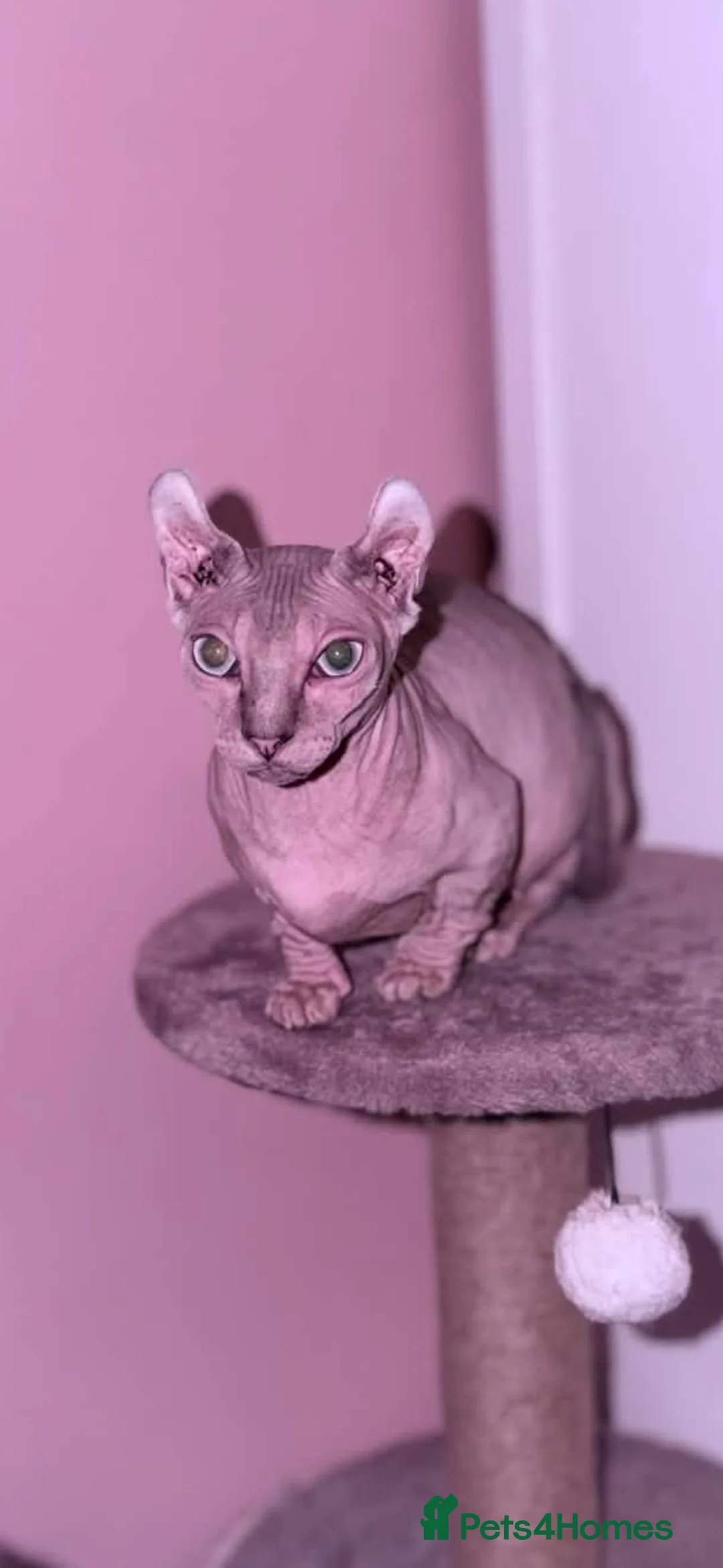 Sphynx cats for sale: ACTIVE BAMBINO ELF FEMALE SPHINX - Advert 2