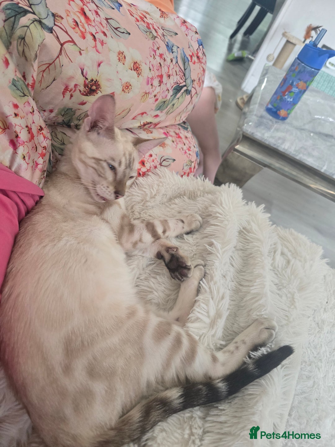 Bengal cats for sale: ✨ Planned Litter – Luxury Snow Bengals | Spring ✨ - Advert 25