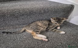Domestic Shorthair cats for sale: Friendly and Playful Tabby Kitten - Image 3