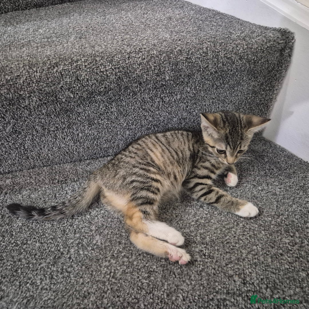Domestic Shorthair cats for sale: Friendly and Playful Tabby Kitten - Image 3