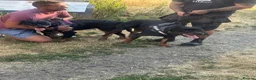 Rottweiler dogs for stud: Reggie  - Advert 2