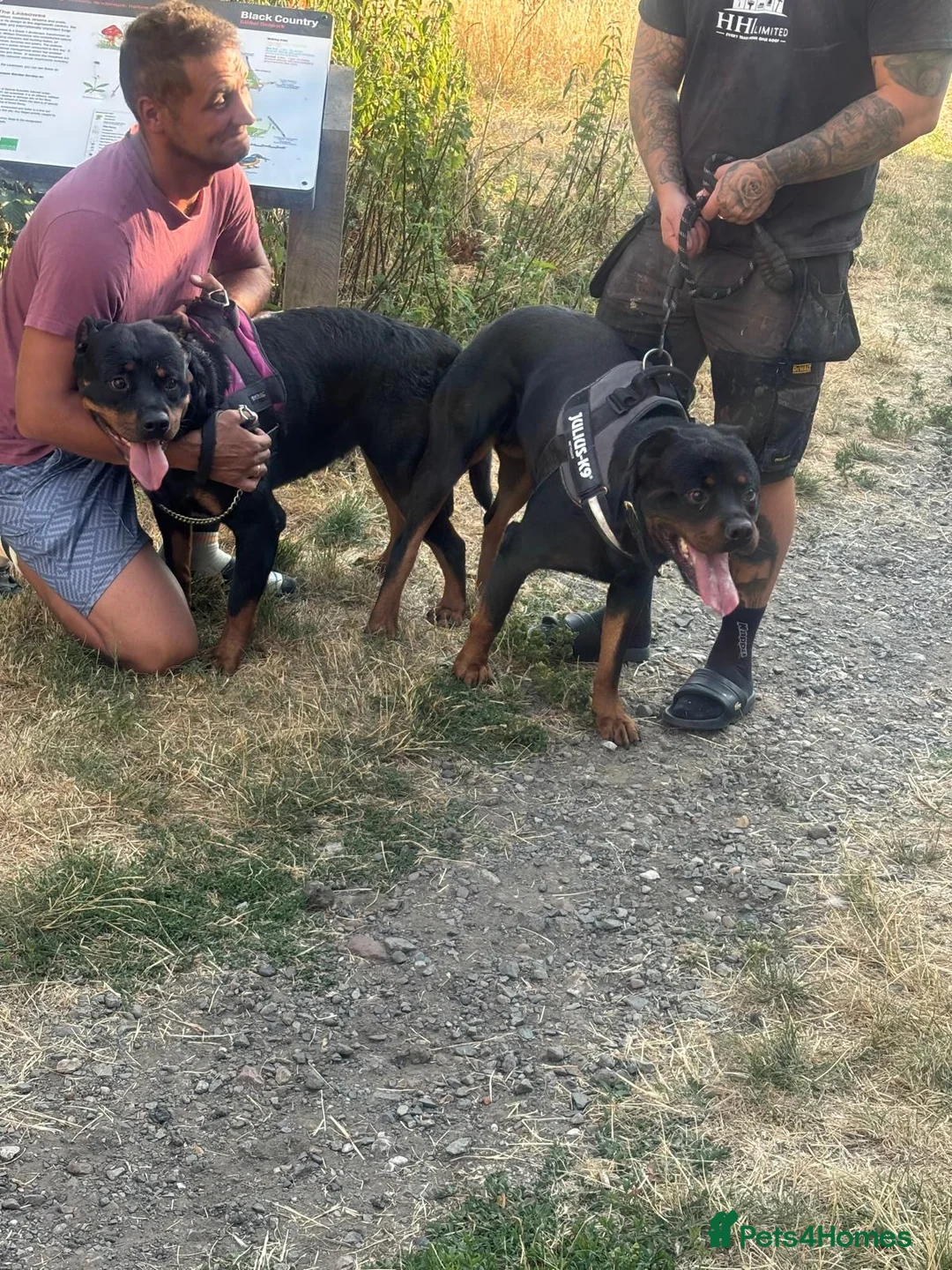 Rottweiler dogs for stud: Reggie  - Advert 2