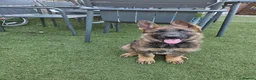 German Shepherd dogs for sale: German Shepherd  in Birmingham - Advert 1