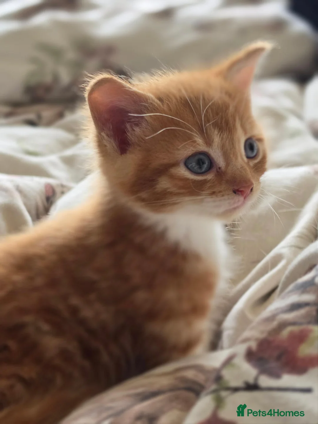 Mixed Breed cats for sale: Adorable ginger and tortishell kittens - Advert 34
