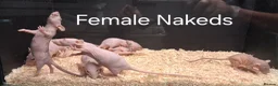 Rat rodents for sale: Baby Dumbo Rat's available, Males & Females  - Advert 11