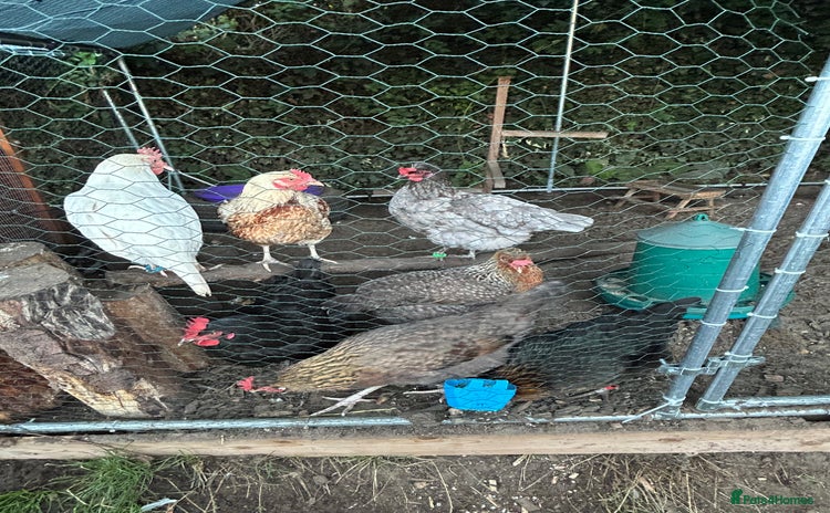 Chickens poultry - Advert 3