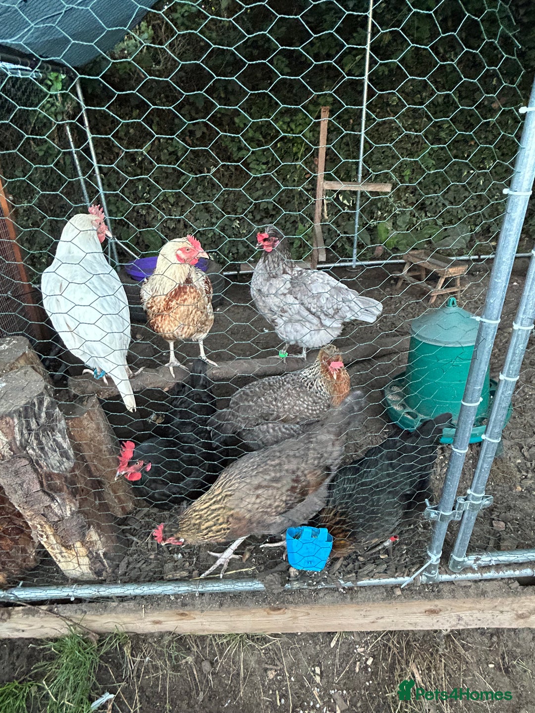 Chickens poultry for sale: 8 chickens for sale  - Image 1
