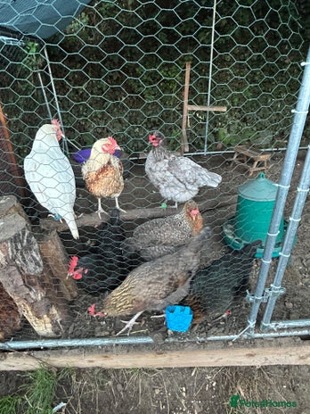Chickens poultry - Advert 10