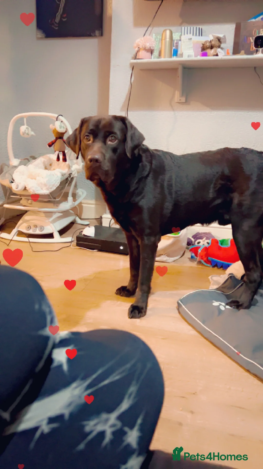 Labrador Retriever dogs for stud: Male chocolate lab for STUD in Barrow-in-Furness - Advert 2