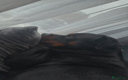 Rottweiler dogs for sale: Beautiful Rottweiler FREE - Advert 2