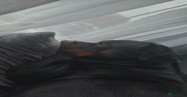 Rottweiler dogs Beautiful Rottweiler FREE - Advert 3