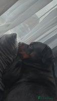 Rottweiler dogs Beautiful Rottweiler FREE - Advert 3