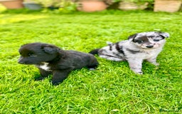 Mixed Breed dogs for sale: Beautiful long haired GSD cross collie pups  - Image 2