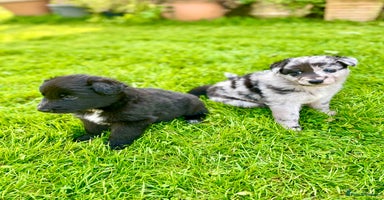 Mixed Breed dogs - Advert 7